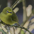 Zostérops jaune