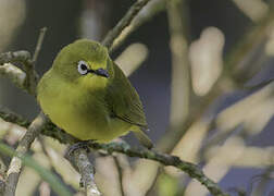 Northern Yellow White-eye