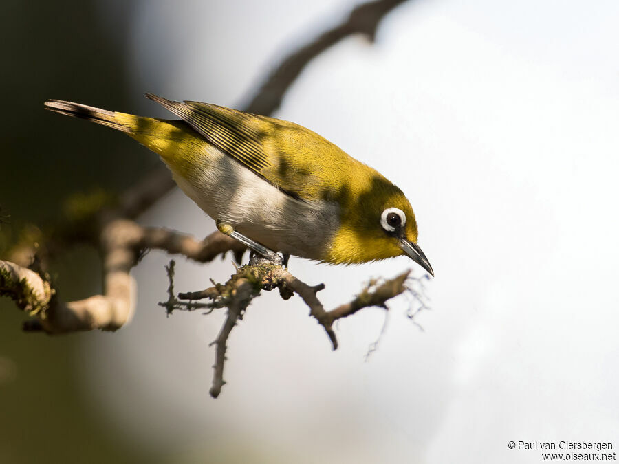 Malagasy White-eyeadult