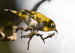 Malagasy White-eye