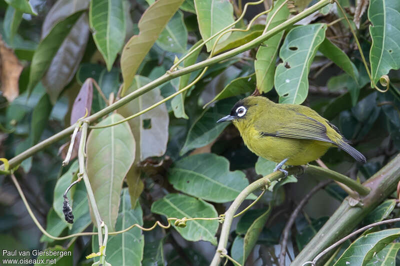 Zostérops mitréadulte, identification