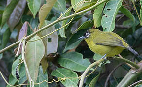 Capped White-eye