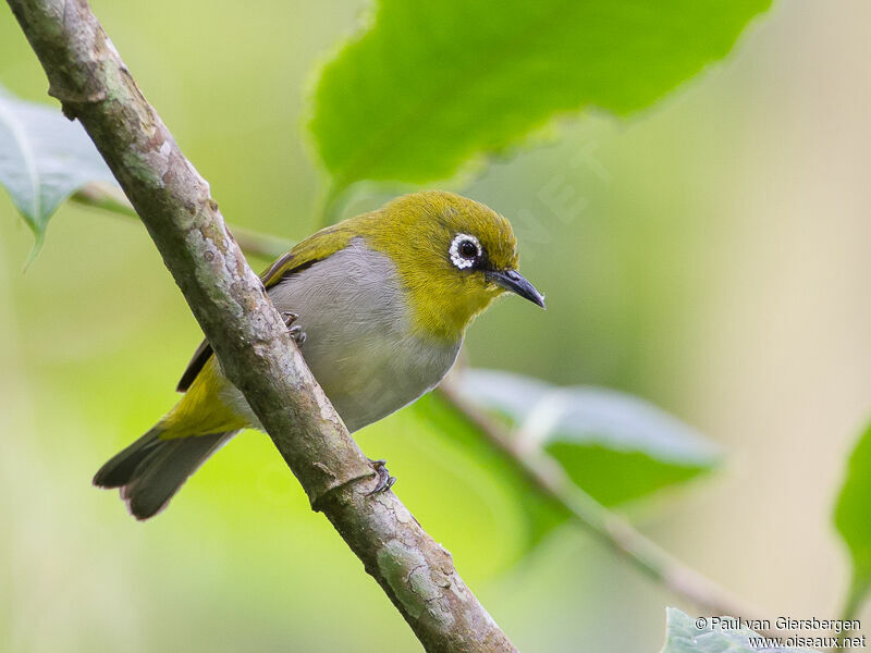 Indian White-eye