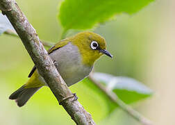 Indian White-eye