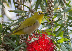 Indian White-eye