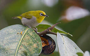 Indian White-eye