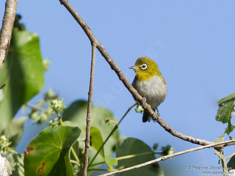 Ashy-bellied White-eye