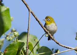 Ashy-bellied White-eye