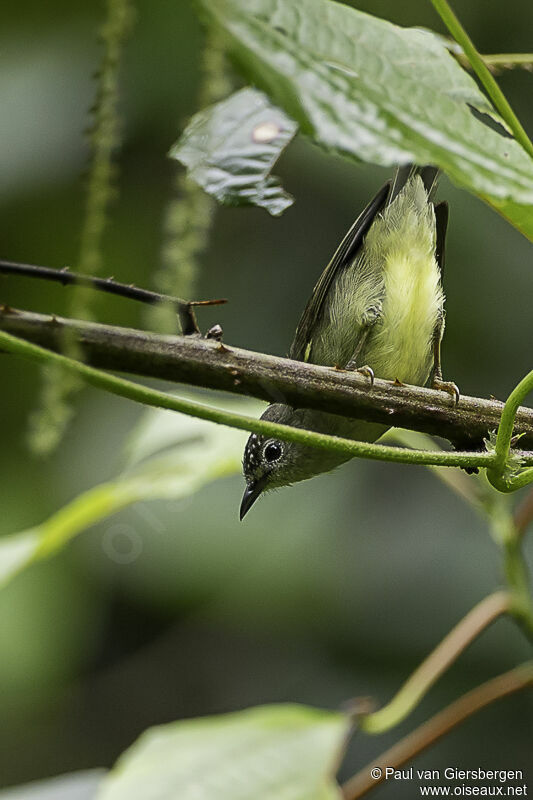 Pygmy White-eyeadult