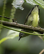 Pygmy White-eye