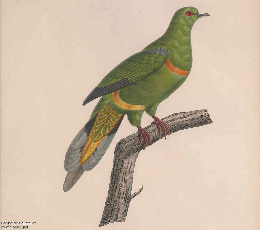 Sumatran Green Pigeon