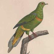 Sumatran Green Pigeon