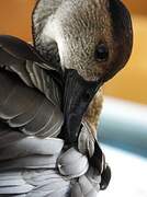 West Indian Whistling Duck