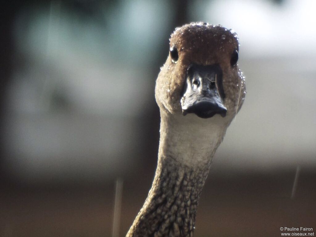 Dendrocygne des Antillesadulte