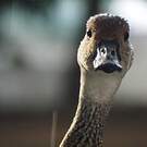 Dendrocygne des Antilles