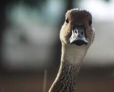 West Indian Whistling Duck