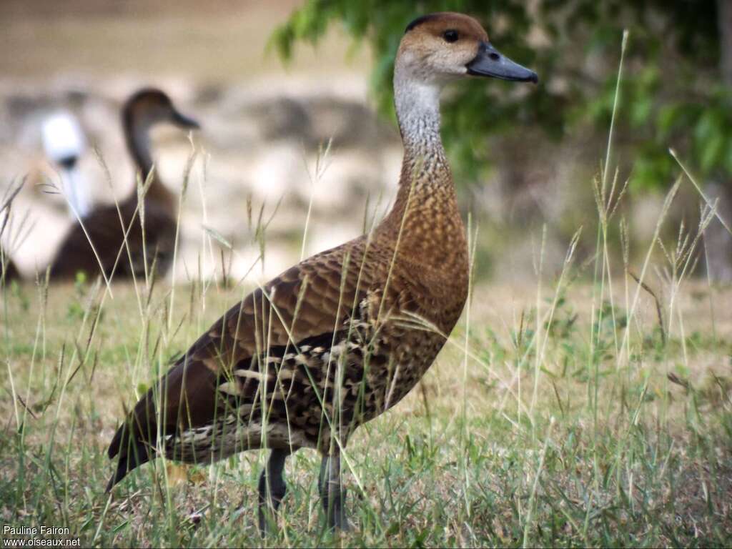 Dendrocygne des Antillesadulte, identification