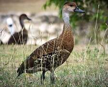 Dendrocygne des Antilles