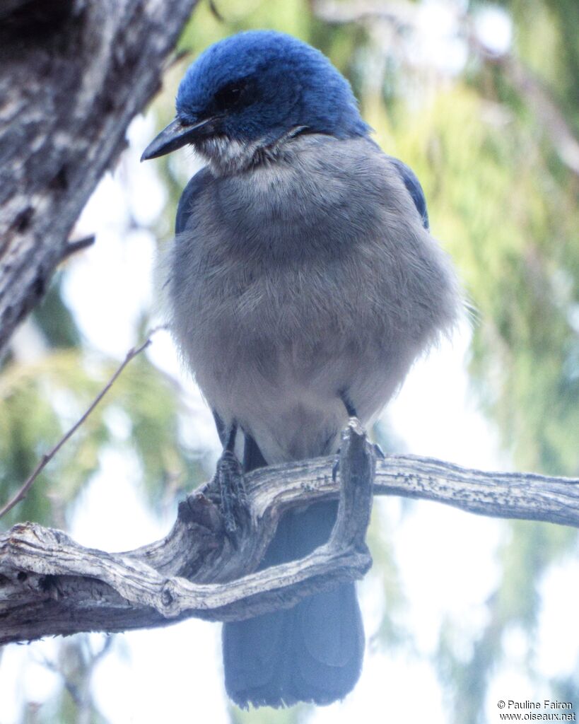 Transvolcanic Jay