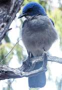 Transvolcanic Jay