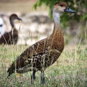 Dendrocygne des Antilles