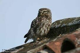 Little Owl