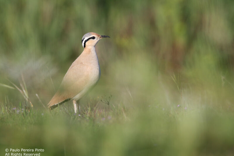 Cream-colored Courser