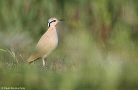 Cream-colored Courser