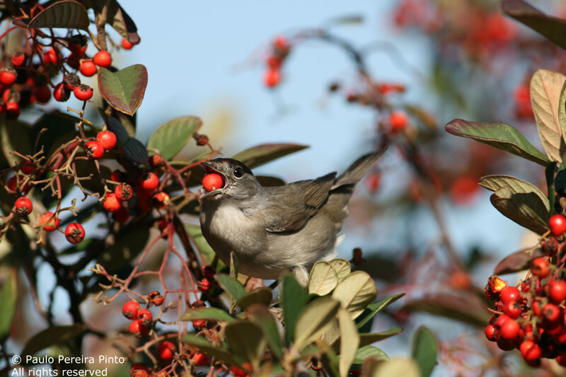 Eurasian Blackcap