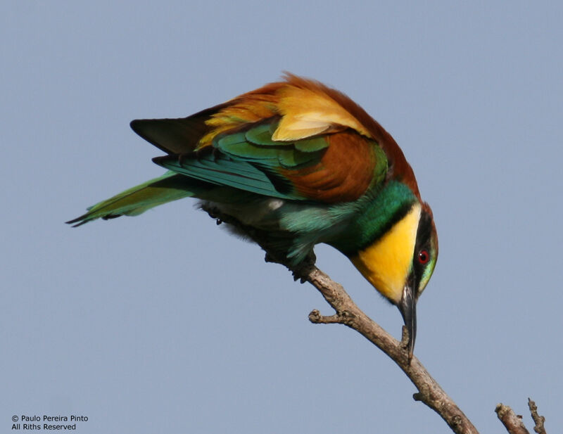 European Bee-eater male adult, identification