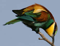 European Bee-eater