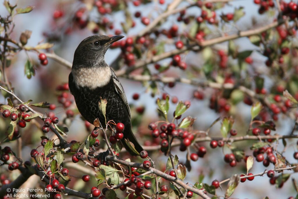 Ring Ouzel