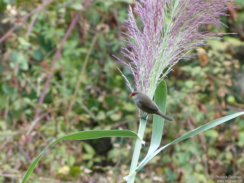 Common Waxbill