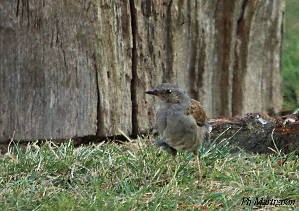 Dunnock, identification