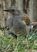 Dunnock