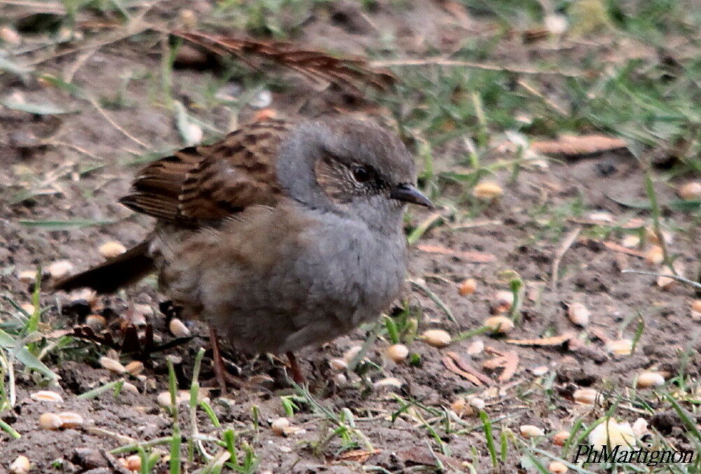 Accenteur mouchet, identification