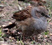 Dunnock