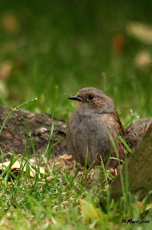 Dunnock, identification