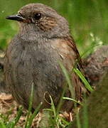 Dunnock