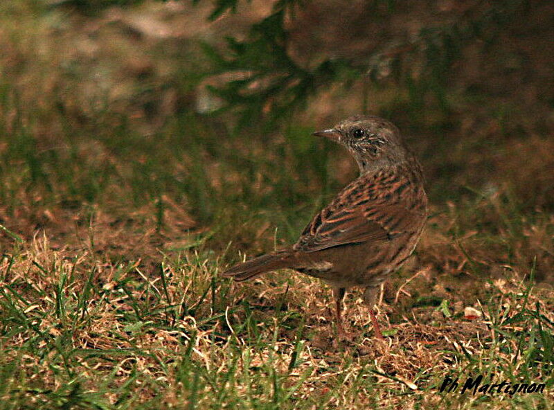 Dunnockjuvenile, identification