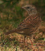 Dunnock