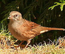 Dunnock