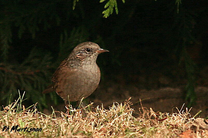 Accenteur mouchetjuvénile, identification