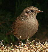 Dunnock