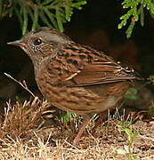 Dunnock