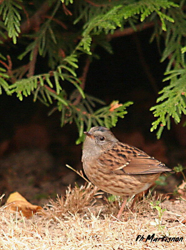 Accenteur mouchet, identification