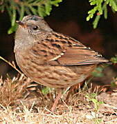 Dunnock