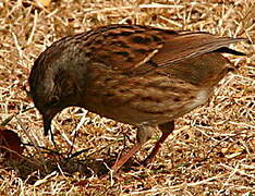 Dunnock