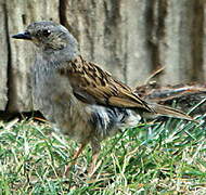 Dunnock