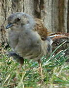 Dunnock